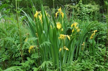 Iris pseudacorus | Sumpf-Schwertlilie
